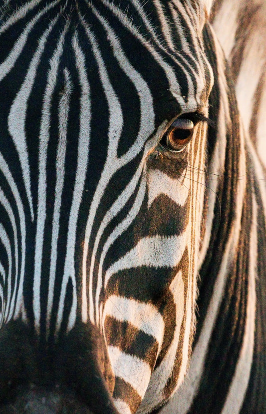 WAS HABEN ZEBRAS MIT NACHHALTIGKEIT ZU TUN?